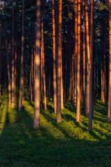 sunlit trees with shadows