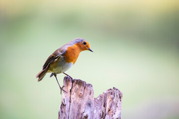 Robin (Erithacus rubecula), sitting on the perch