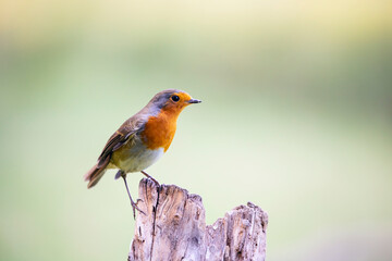 Robin (Erithacus rubecula), sitting on the perch