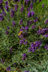 Obraz premium Bumblebee and butterfly in lavender flowers 