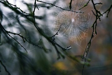 autumn spider web with water drops
