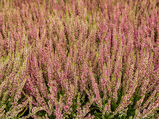 Field of magenta heather