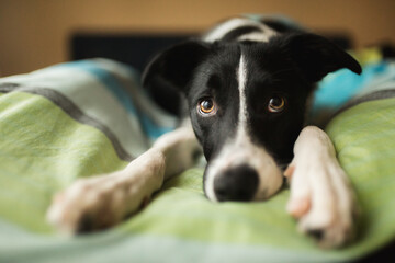 black and white border collie portrait laying in a bed