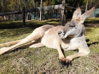 Super cool Kangaroo having a good rest .
