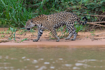 Fototapeta na wymiar Jaguar (Panthera onca), Cuiaba river, Pantanal, Mato Grosso, Brazil