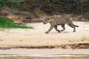 Jaguar (Panthera onca), Cuiaba river, Pantanal, Mato Grosso, Brazil