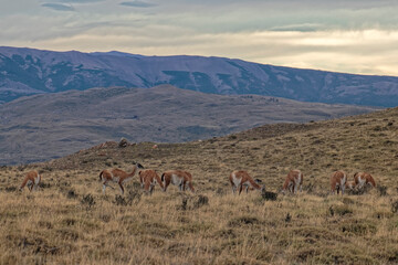 Chile – llamas in the mountains.