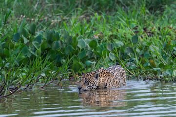 Jaguar (Panthera onca) in the water, Cuiaba river, Pantanal, Mato Grosso, Brazil
