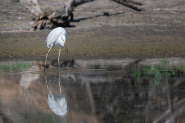 Great Egret or Ardea alba holds a snake in its beak. White heron Bird in the wild nature hunts for prey