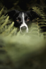 isolated black and white border collie head portrait sitting among fern brackens