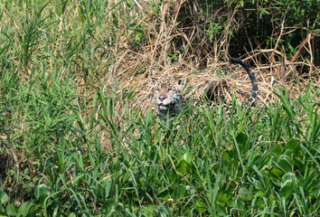 Male Jaguar (Panthera onca) stalking, Cuiaba river, Pantanal, Mato Grosso, Brazil