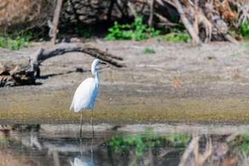 Sad Eastern Great Egret or Ardea alba hunt in the swamp on nature or lake