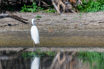 Eastern Great Egret or Ardea alba hunt in the swamp on nature or lake