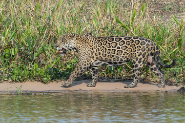 Male Jaguar (Panthera onca) stalking on riverbank, Cuiaba river, Pantanal, Mato Grosso, Brazil.