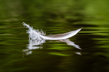 bird feather in water with reflection