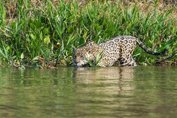 Fototapeta na wymiar Male Jaguar (Panthera onca) stalking, Cuiaba river, Pantanal, Mato Grosso, Brazil