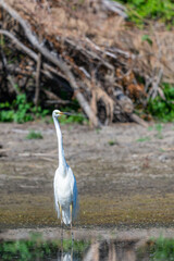 Eastern Great Egret or Ardea alba hunt in the swamp on nature or lake