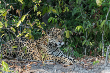 Male Jaguar (Panthera onca) lying on a riverbank, Cuiaba river, Pantanal, Mato Grosso, Brazil.