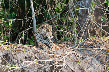 Male Jaguar (Panthera onca) on a riverbank, Cuiaba river, Pantanal, Mato Grosso, Brazil