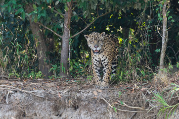 Male Jaguar (Panthera onca) on a riverbank, Cuiaba river, Pantanal, Mato Grosso, Brazil