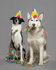 isolated black and white border collie and siberian husky dogs portrait sitting in a studio against a grey background celebrating happy birthday