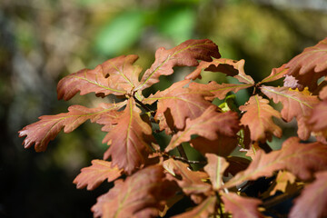 young brown oak leaves
