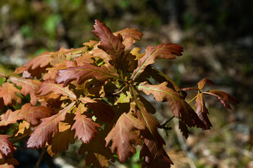 young brown oak leaves