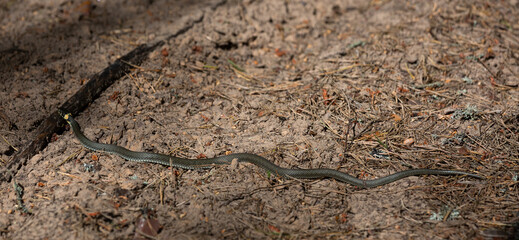 Grass snake on forest land
