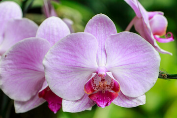 Botanical garden at Bandung