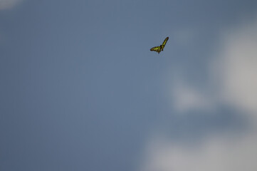 butterfly