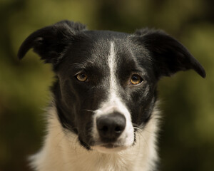 isolated black and white border collie head portrait against a green background