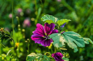 Violet flowers in the garden