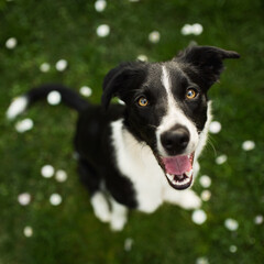 isolated black and white border collie sitting in green grass looking happy smiling
