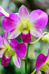 Botanical garden at Bandung