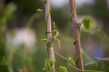 Crop of Green Beans (Phaseolus vulgaris) growing up a bamboo cane