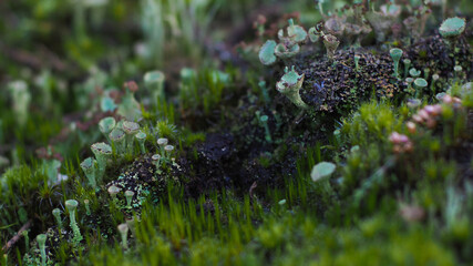 Sol forestier entre les rang&eacute;es de pins, sur lequel poussent de petites plantes