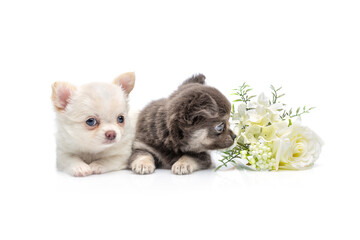 chihuahua puppy dogs isolated on white