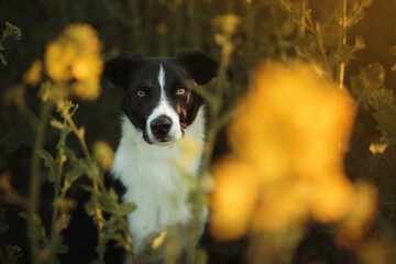 black and white border collie sitting in the middle of a canola field at sunrise