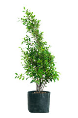 Green Korean banyan tree and leaf in a black bag. Ornamental tree Korean banyan tree on white background.