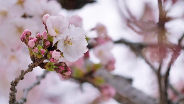 日本の春 咲き始めのソメイヨシノ クローズアップ