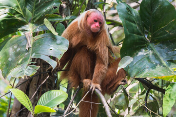 Obraz premium Red bald-headed Uakari monkey also known as British Monkey (Cacajao calvus rubicundus), Amazon state, Brazil