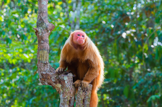 Red bald-headed Uakari monkey also known as British Monkey (Cacajao calvus rubicundus), Amazon state, Brazil