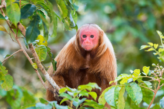 Red bald-headed Uakari monkey also known as British Monkey (Cacajao calvus rubicundus), Amazon state, Brazil