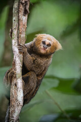Buffy-headed Marmoset (Callithrix flaviceps), Endemic, Endangered, Caratinga, Minas Gerais, Brazil