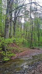 small river in the forest in the spring season