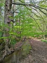 small river in the forest in the spring season