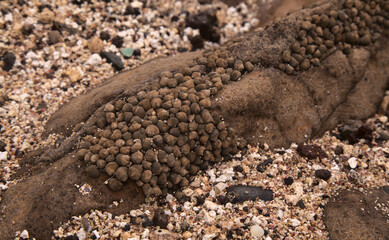 Gran Canaria, Textures of rocks at El Confital beach on the edge of Las Palmas