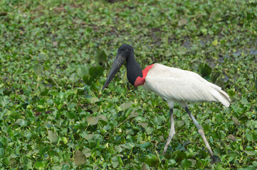 Naklejka premium Jabiru (Jabiru mycteria), Pantanal, Mato Grosso, Brazil