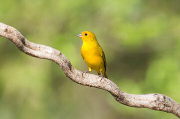 Saffron Finch (Sicalis flaveola) on a branch, Pantanal, Mato Grosso, Brazil
