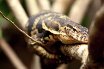 The Asian water monitor (Varanus salvator) is a large varanid lizard native to South and Southeast Asia.